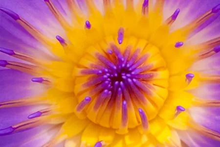 Perfumery ingredients